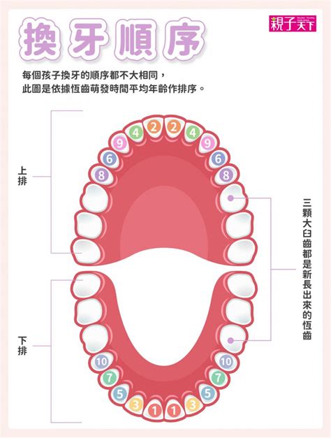 小朋友出大牙|換牙順序一次看！兒童換牙時間、注意事項、常見問題…